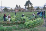 020713_colheita_agro1_12